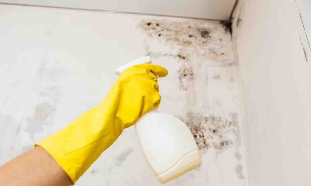 MOLD Removal & testing TX